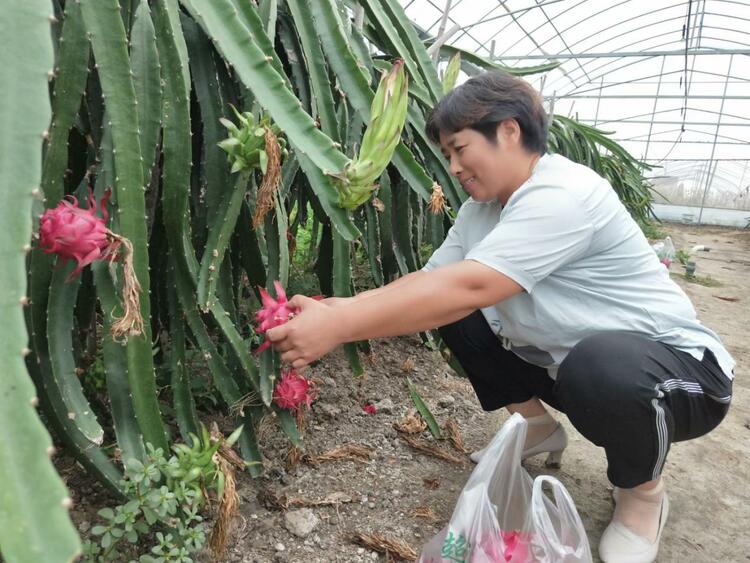 （B 財經列表 三吳大地泰州 移動版）泰州姜堰張甸鎮： 為“張甸名優農産”廣開銷路