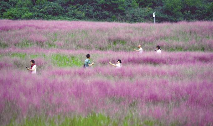 南京江寧湯山礦坑公園粉黛亂子草進入盛花期