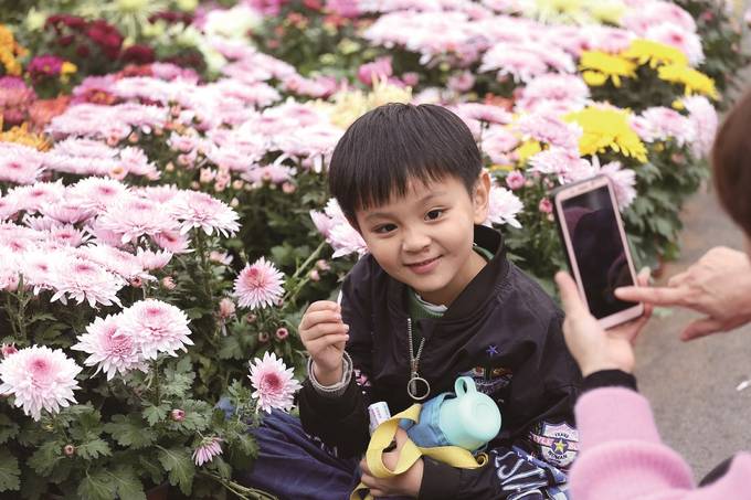 南京玄武湖景區百餘種兩萬多盆菊花盛開