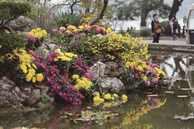 南京玄武湖景區百餘種兩萬多盆菊花盛開