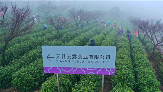 天目雲露白茶榮膺2020世界綠茶評比會金獎