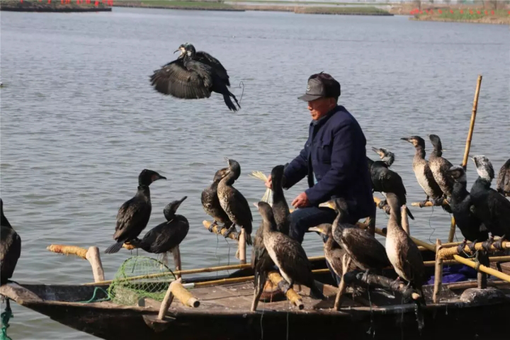 （供稿 三農列表 三吳大地南通 移動版）南通海安第八屆捕魚節將於1月26日在白甸開幕