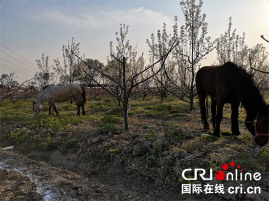 （供稿 旅遊列表 三吳大地泰州 移動版）江蘇逸夏果園舉辦首屆春季賞花節