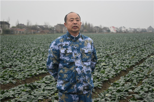 南通如皋市退役軍人左林：規模化種植黑塌菜 帶動居民勞動致富