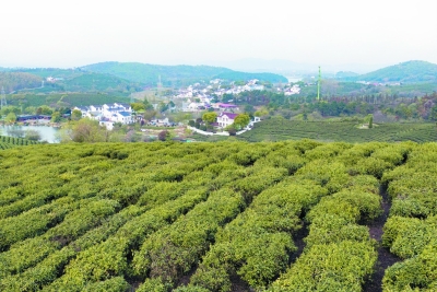 南京黃龍峴：茶香引來四方客 香茶隨客走四方