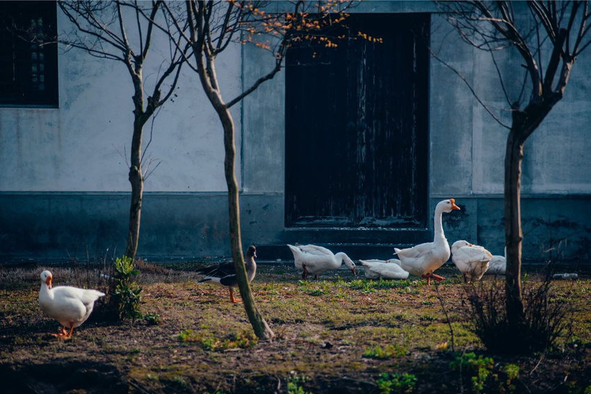 （供稿 文體列表 三吳大地南通 移動版）第三屆全球華人旅拍大賽海門分賽區開賽