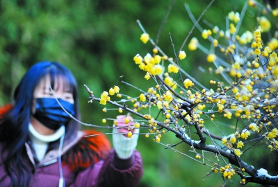 南京瞻園：蠟梅淩寒開 幽香透雪來