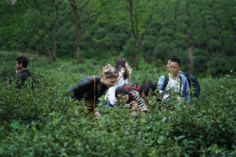 （供稿 旅遊列表 三吳大地南京 移動版）中外“茶友”共聚常州金壇 品茗同遊書寫美好江蘇故事（列表頁標題）中外“茶友”品茗同遊 書寫美好江蘇故事