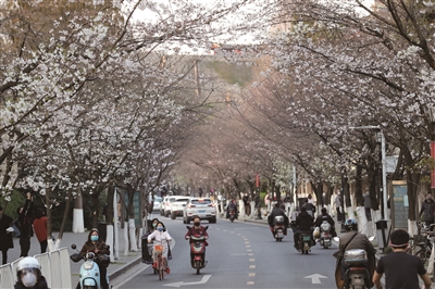 （焦點圖）春回大地萬物復蘇 南京櫻花二月蘭盛開