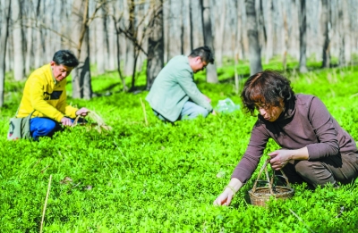 野菜正當時 市民採摘樂