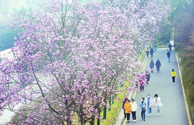 花香春色美 踏青遊人醉