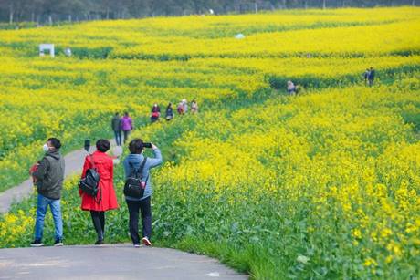 高淳花海悄然綻放，慢城賞花遊即將開啟