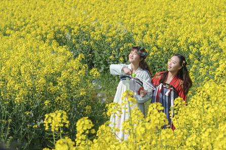 高淳花海悄然綻放，慢城賞花遊即將開啟