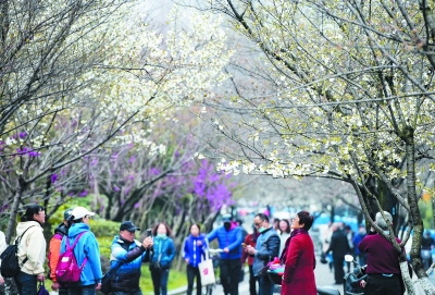 南京：“櫻花大道”櫻花陸續綻放