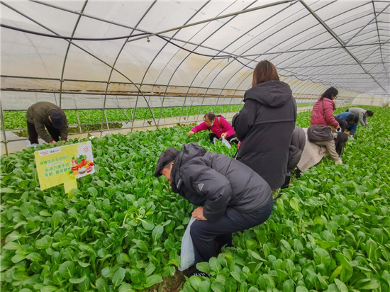 （B 園區）市民走進華潤萬家蔬菜基地 實地追溯 “菜籃子安全”