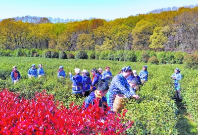 首批鍾山雨花茶開採