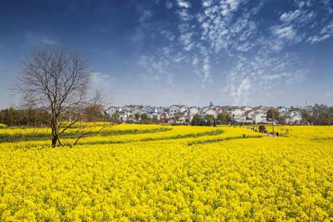 花在淳慢城 何須出金陵，第十三屆中國·高淳國際慢城金花旅遊節即將開幕