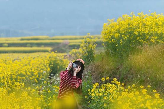 花在淳慢城 何須出金陵，第十三屆中國·高淳國際慢城金花旅遊節即將開幕