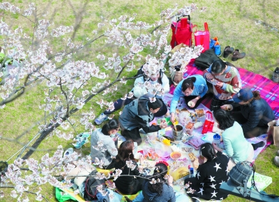 雞鳴寺玄武湖櫻花進入盛花期