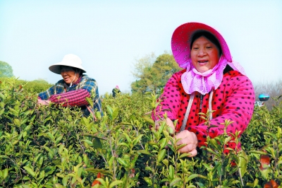 南京高淳春茶開採