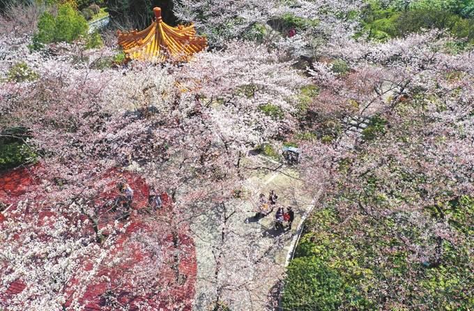 徐州最大賞櫻景區彭祖園櫻花盛開_fororder_2