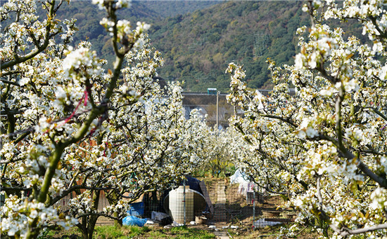 2021蘇州樹山梨花文化旅遊節開幕_fororder_圖片3