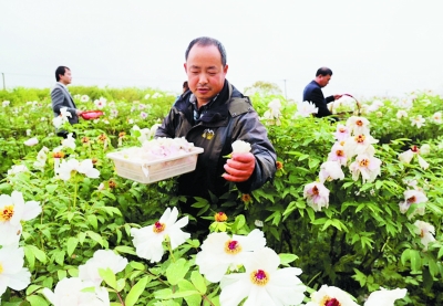 南京高淳椏溪牡丹花制茶促增收