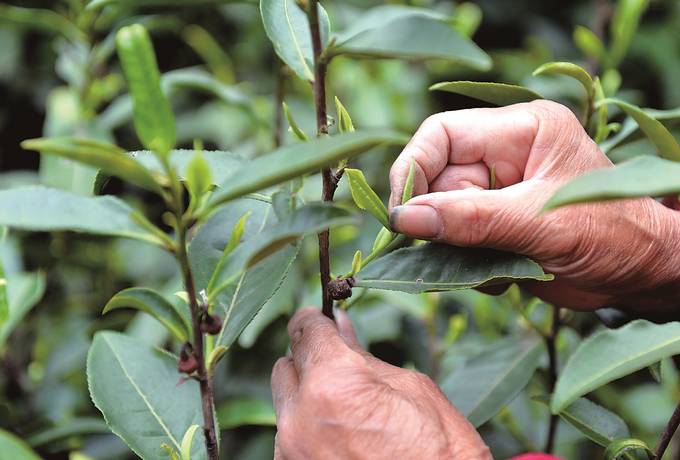 江蘇春茶採制忙