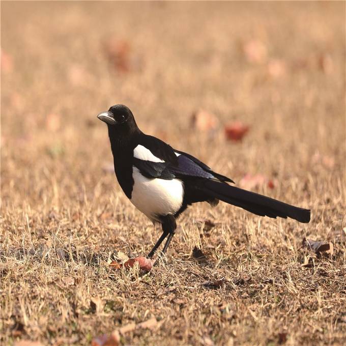 江蘇省觀測到450余種鳥類 佔全國鳥類種數近1/3