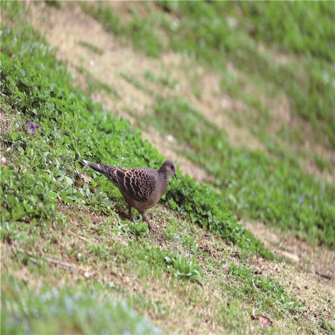 江蘇省觀測到450余種鳥類 佔全國鳥類種數近1/3