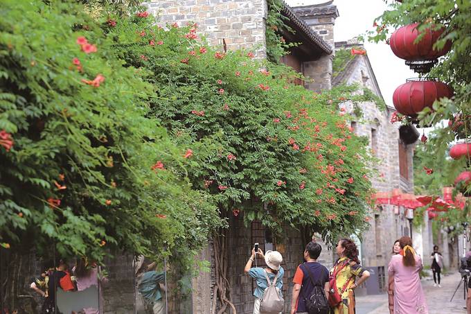 夏日老門東 淩霄花垂挂