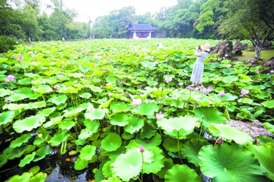 莫愁可採蓮 蓮葉何田田