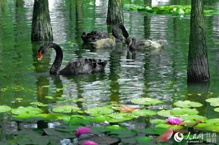 江蘇南京：浮香繞棠邑 荷花映池杉