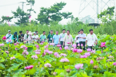 千畝荷花競相綻放