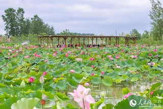 江蘇南京：浮香繞棠邑 荷花映池杉