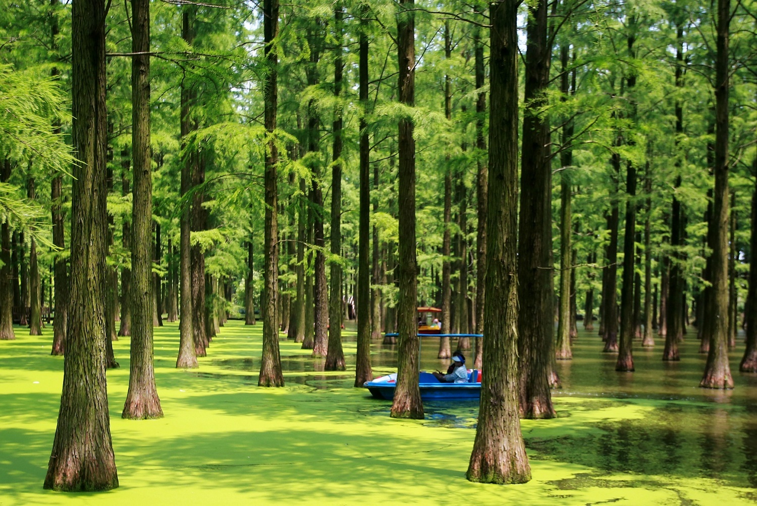 揚州淥洋湖濕地公園：走進水上森林 暢享清涼一夏