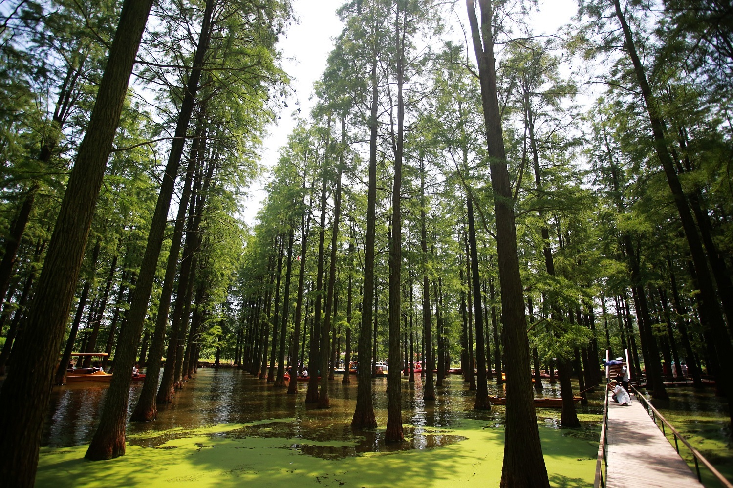 揚州淥洋湖濕地公園：走進水上森林 暢享清涼一夏