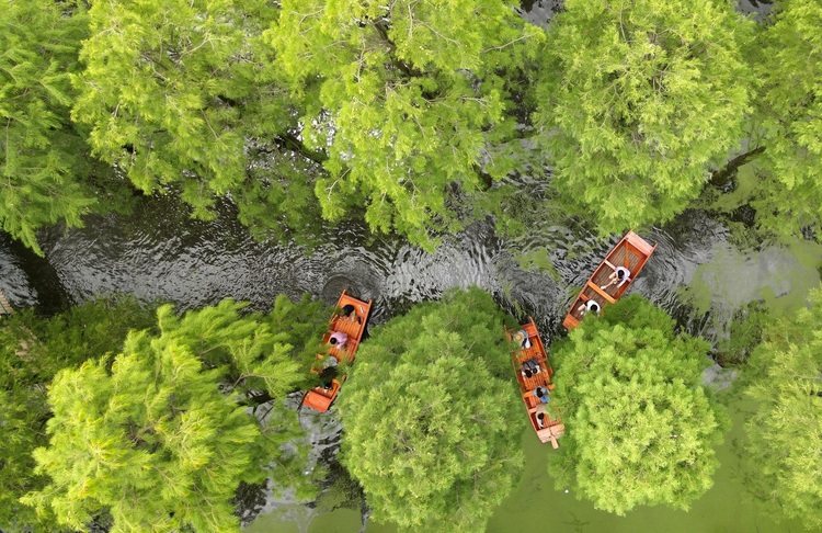 揚州淥洋湖濕地公園：走進水上森林 暢享清涼一夏