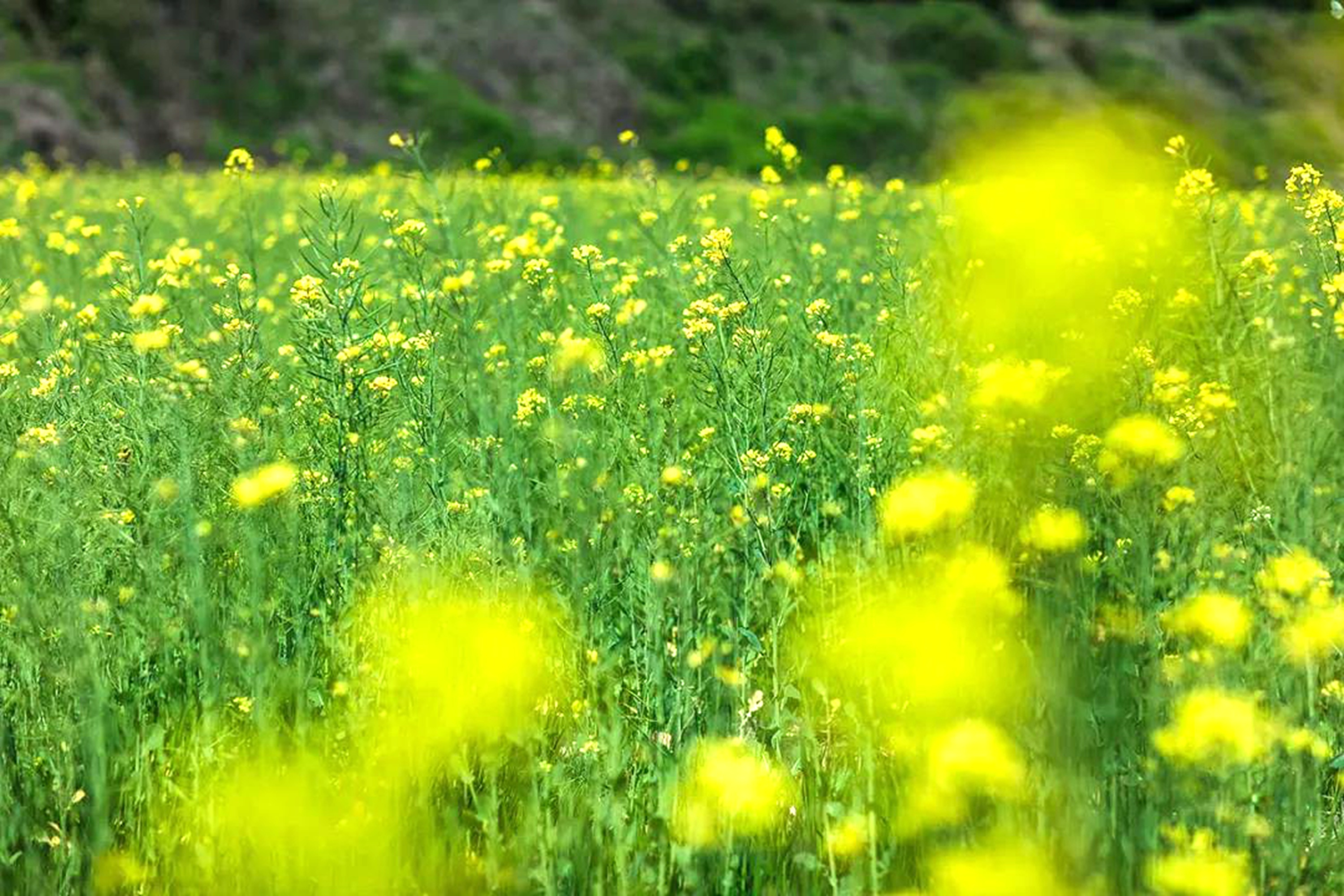 蘇州貢山島：人間天堂 處處驚艷