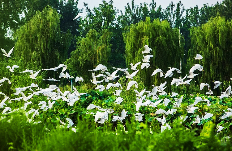 洪澤湖西順河濕地：湖畔水鄉 秋色初顯