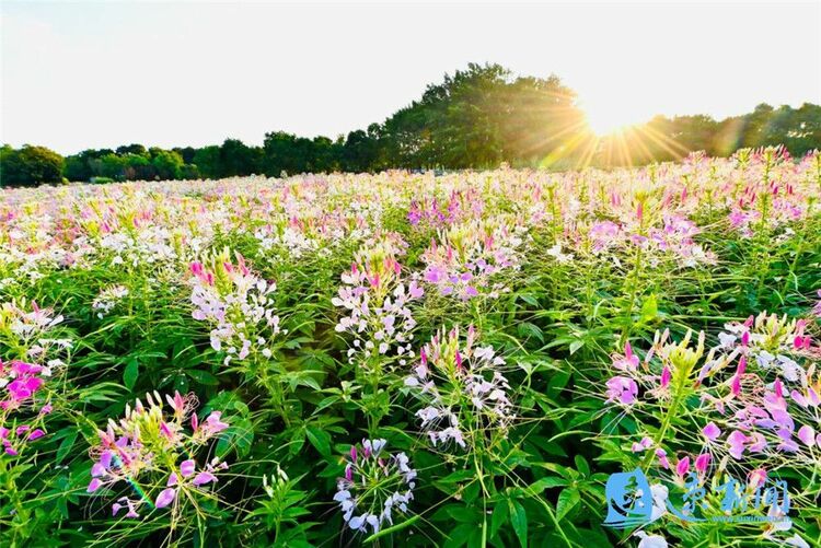 宿遷三台山：鮮花怒放 美翻初秋時光