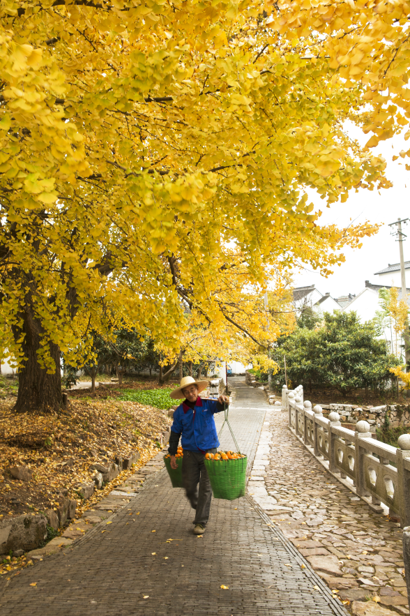 蘇州東山：湖光山色鎖金秋