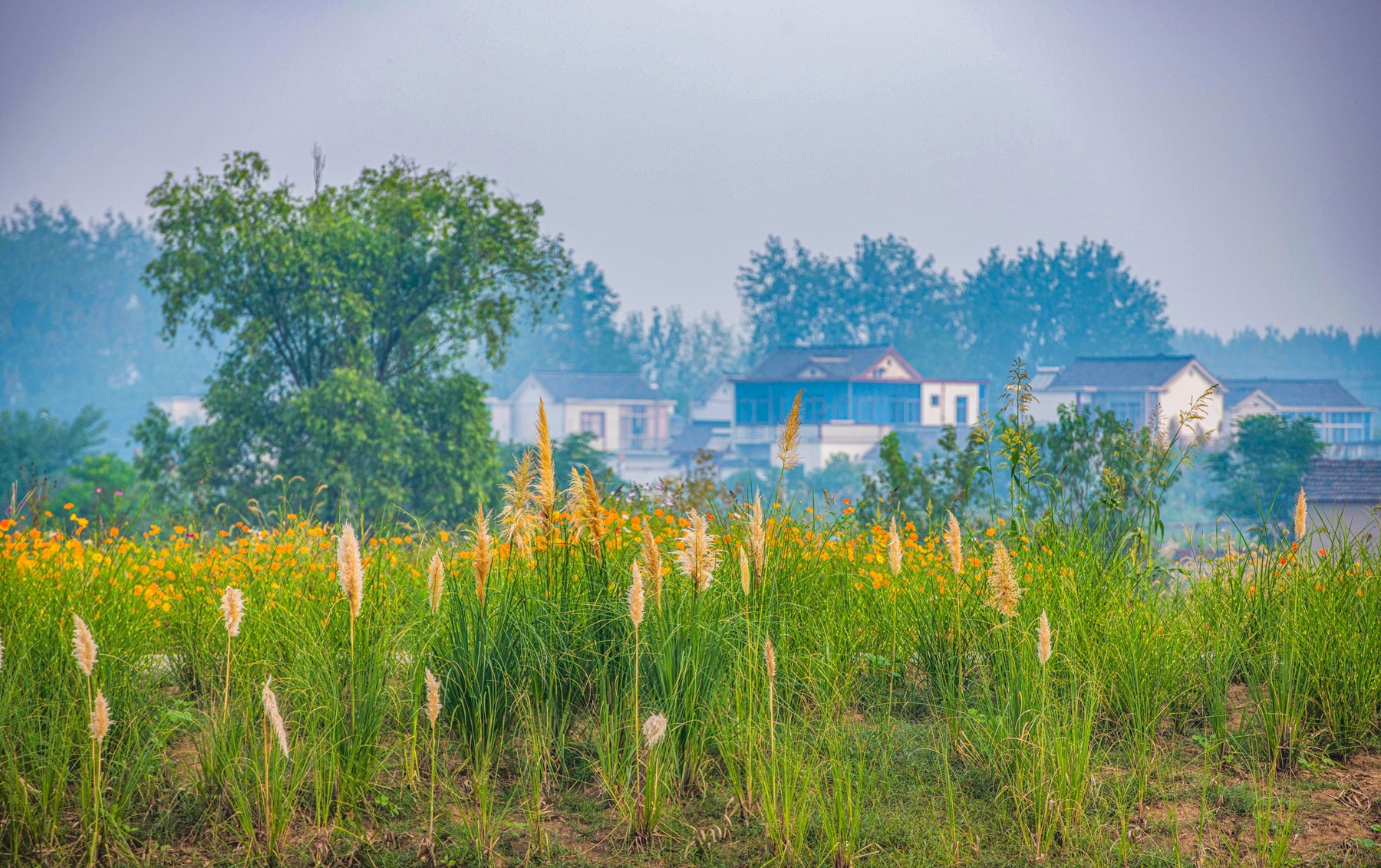 揚州北湖濕地公園：雲天滄滄 秋水泱泱