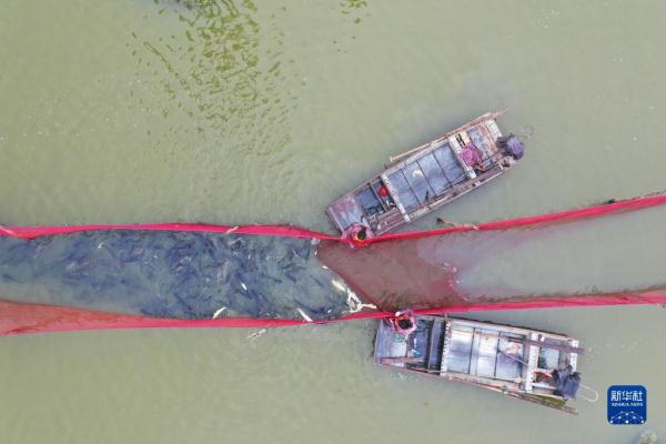 江蘇泗洪：豐收時節捕魚忙