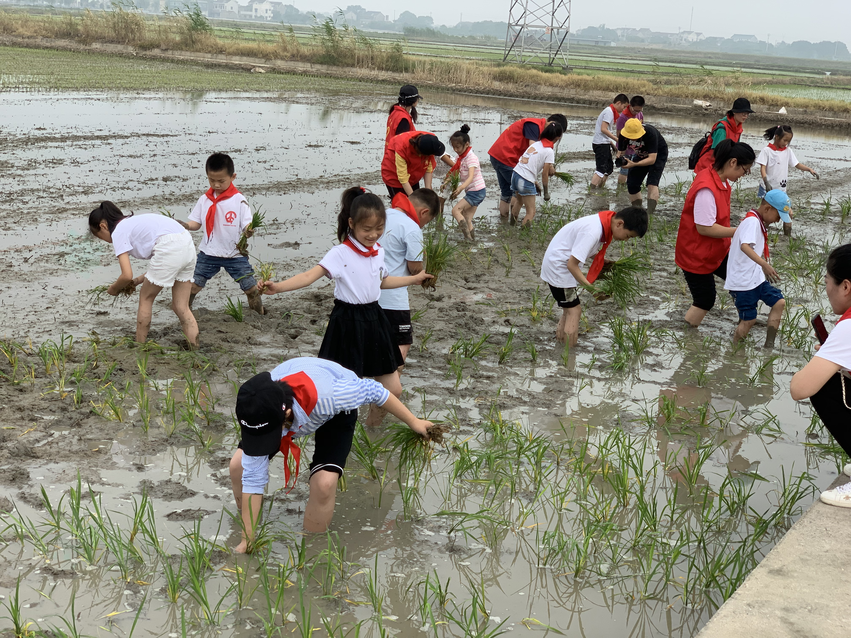 （供稿 社會廣角列表 三吳大地常州 移動版）常州溧陽開展“下農田 學農技 知農事感農恩”活動（列表頁標題）溧陽開展“下農田 學農技 知農事感農恩”活動