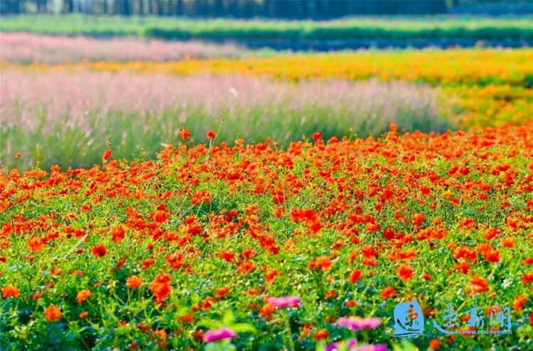 宿遷三台山：鮮花怒放 美翻初秋時光