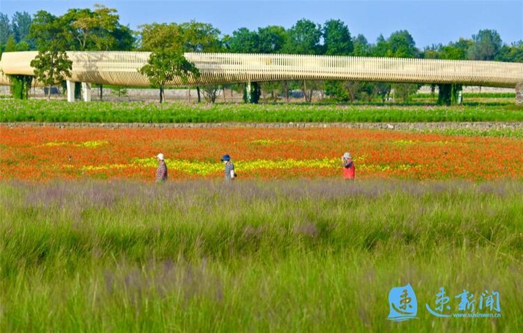 宿遷三台山：鮮花怒放 美翻初秋時光