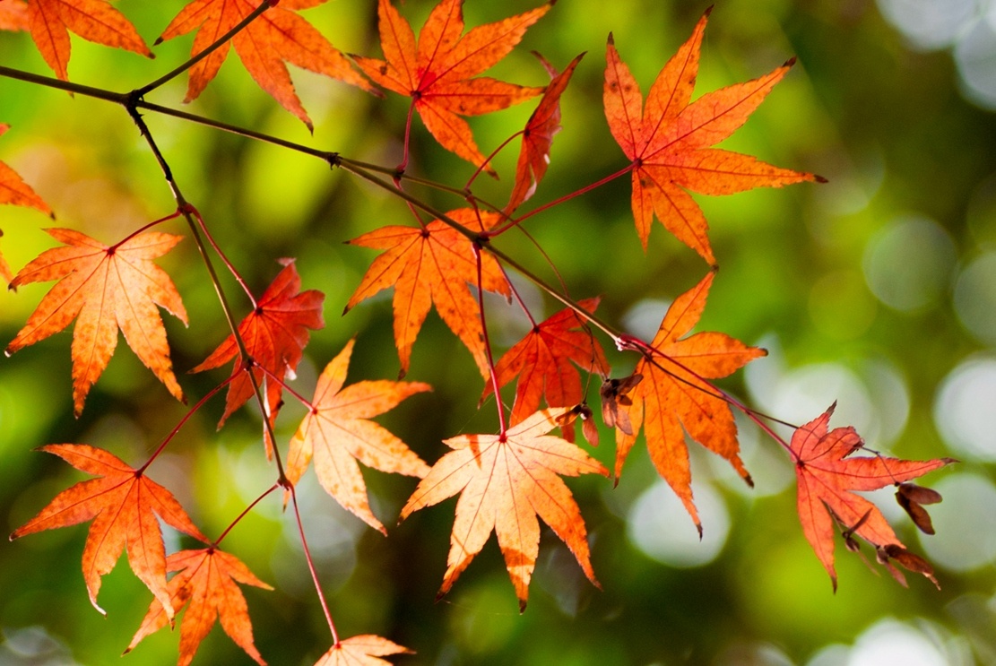 揚州：清風吹紅葉 古城秋意濃