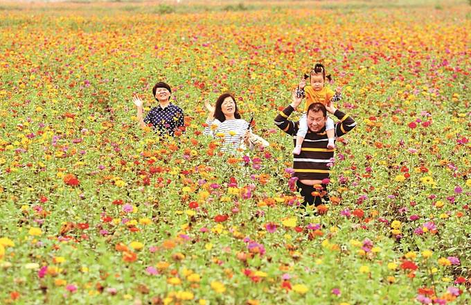 揚州儀徵市棗林灣百畝花海：格桑花五彩繽紛爭相綻放