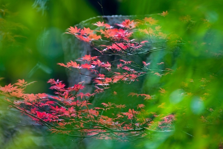 揚州個園：層林盡染秋意濃 楓葉漸紅惹人醉